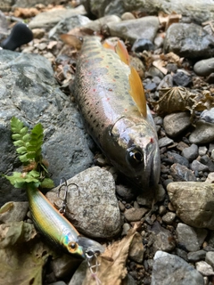 アマゴの釣果