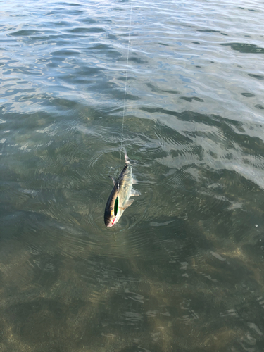 ウグイの釣果