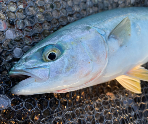 ワカシの釣果