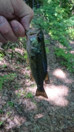 ブラックバスの釣果