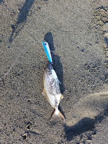 ショゴの釣果