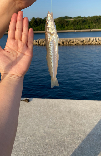 キスの釣果