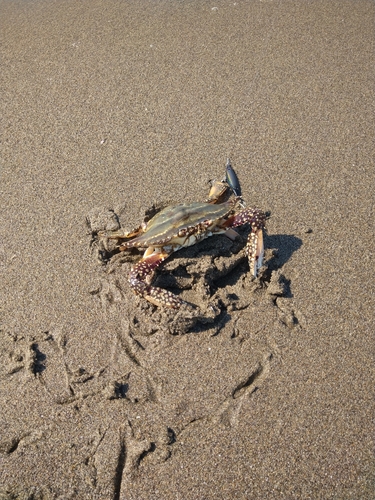 カニの釣果