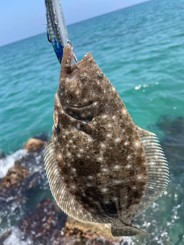 ソゲの釣果