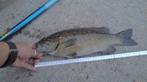 スモールマウスバスの釣果