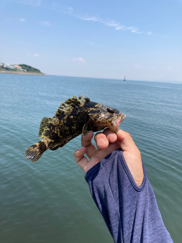 ベッコウゾイの釣果