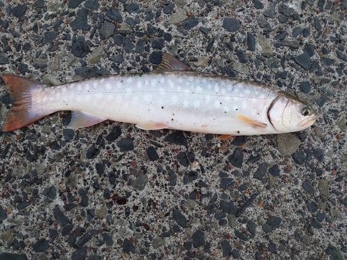 アメマスの釣果