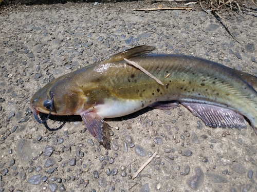 アメリカナマズの釣果