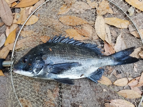 クロダイの釣果