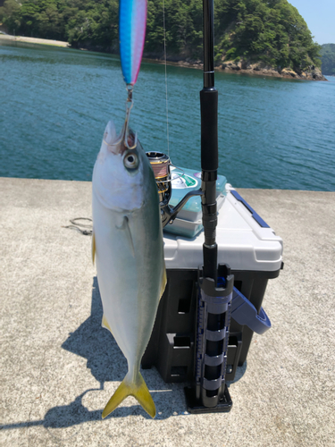 ワカシの釣果