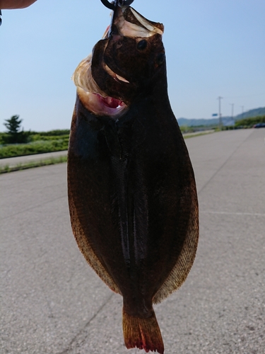 ヒラメの釣果