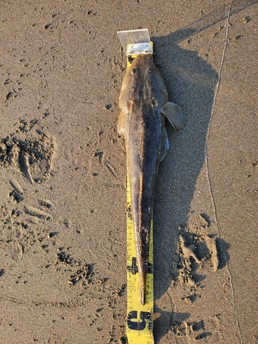 マゴチの釣果