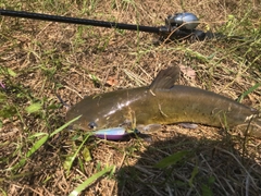 アメリカナマズの釣果