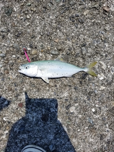 ツバスの釣果