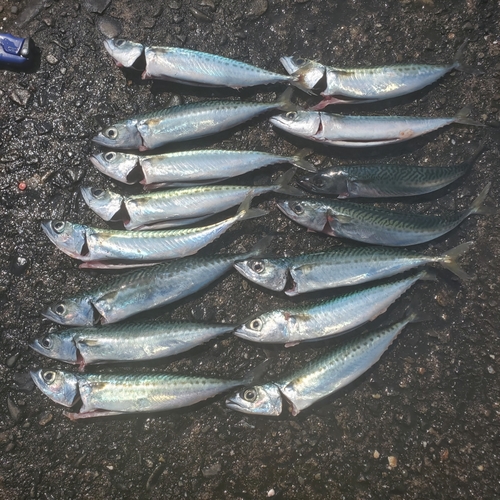 サバの釣果