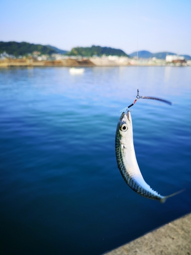 サバの釣果