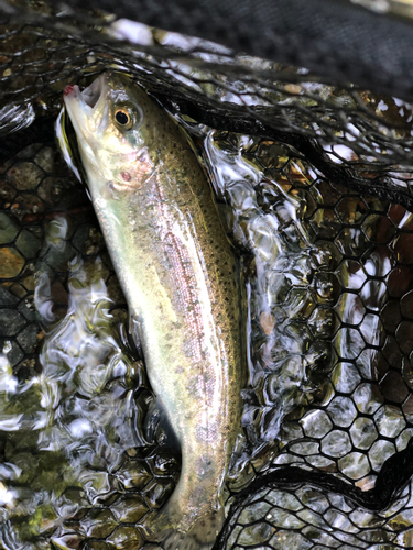 ニジマスの釣果