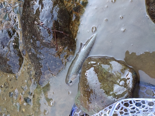 ニジマスの釣果