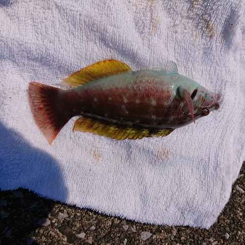 ホシササノハベラの釣果