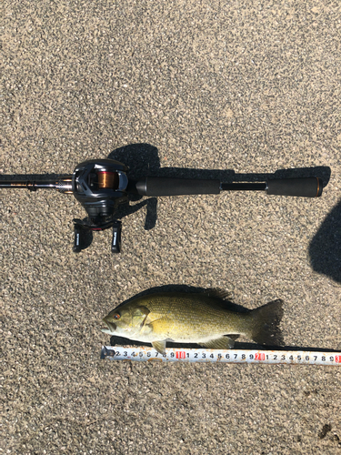 スモールマウスバスの釣果