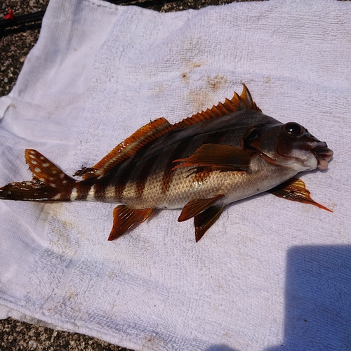 タカノハダイの釣果