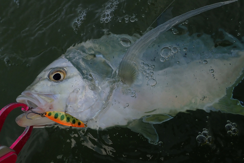 オニヒラアジの釣果