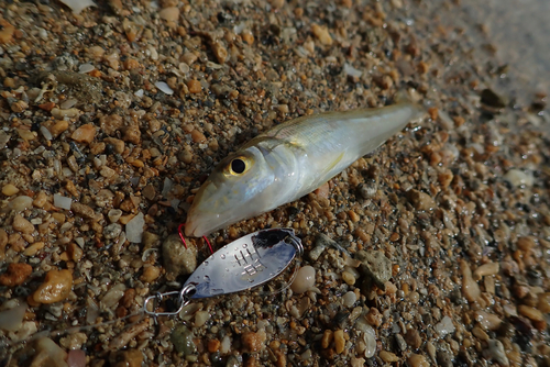 シロギスの釣果