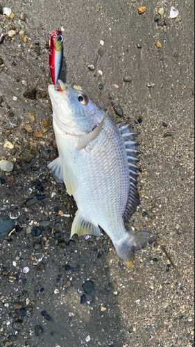 キビレの釣果