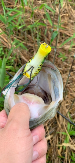 ラージマウスバスの釣果