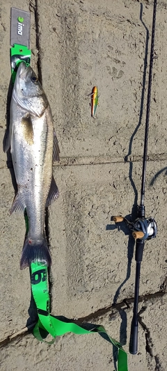 フッコ（マルスズキ）の釣果