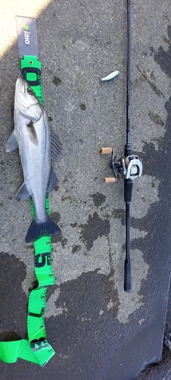 フッコ（マルスズキ）の釣果