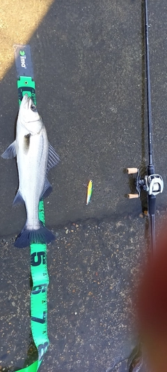 フッコ（マルスズキ）の釣果