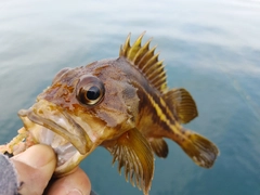 シマソイの釣果