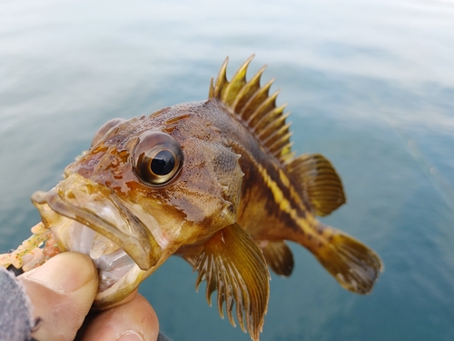 シマソイの釣果