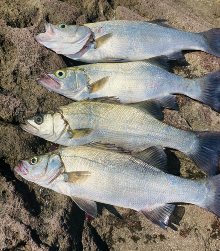 フッコ（ヒラスズキ）の釣果