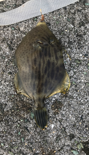 カワハギの釣果