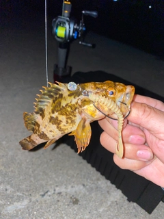 タケノコメバルの釣果