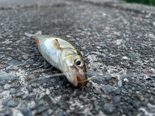 ウグイの釣果