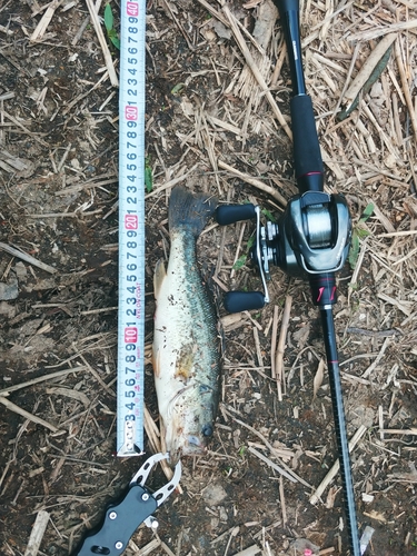 ブラックバスの釣果