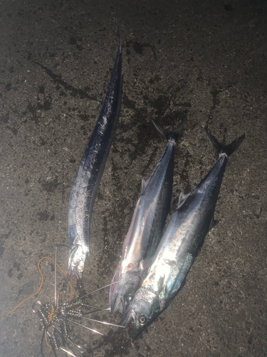 タチウオの釣果