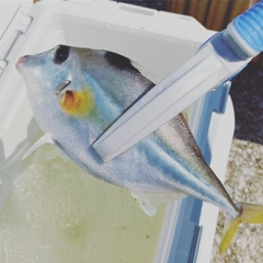 ギマの釣果