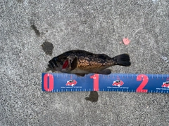 クロソイの釣果