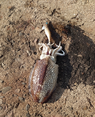 シリヤケイカの釣果