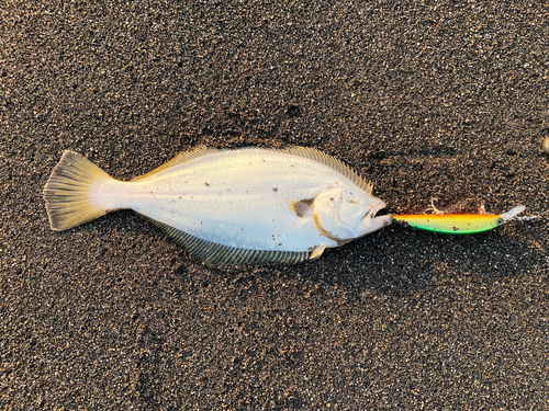 ヒラメの釣果