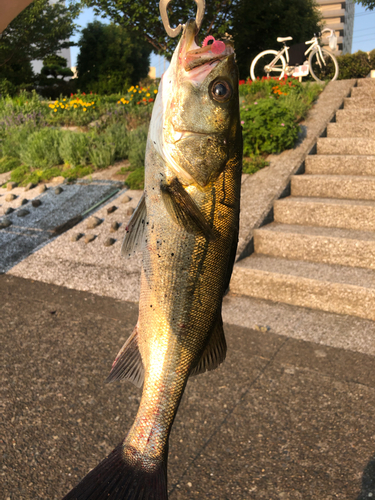 シーバスの釣果