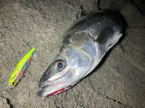 スズキの釣果