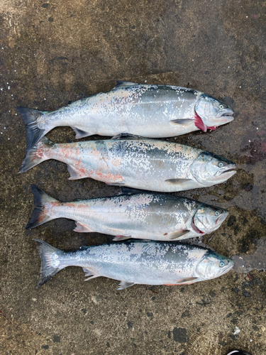 サクラマスの釣果