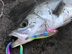 スズキの釣果