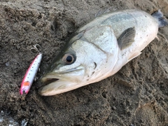 スズキの釣果