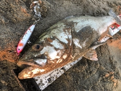 スズキの釣果